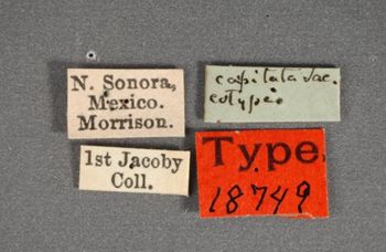 Media type: image; Entomology 18749   Aspect: labels